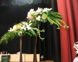 tree-fern