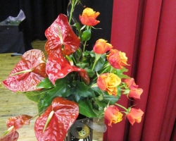 red-anthuriums