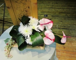 white-anthuriums