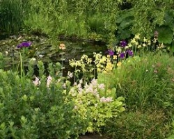 garden.jpg