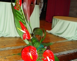a-anthurium