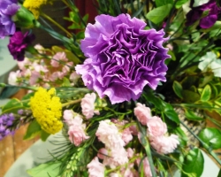 genetically-modified-carnation.jpg
