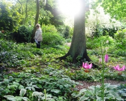 a-pink-lily