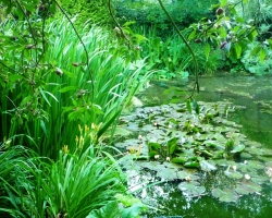 a-pond