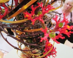 jatropha-flower