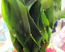pleating-of-leaves