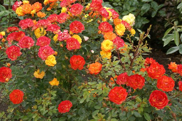 Visit to Royal National Rose Society Gardens – St Albans – Bedford ...