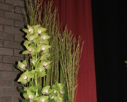 sb-orchids
