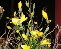 sb-yellow-lily